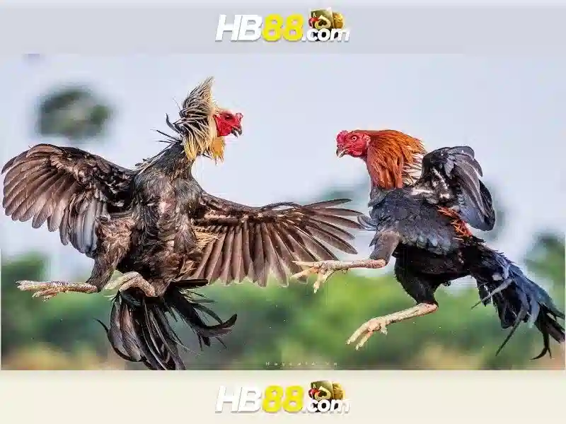 Hb88 - Tổng quan về nền tảng cá cược trực tuyến