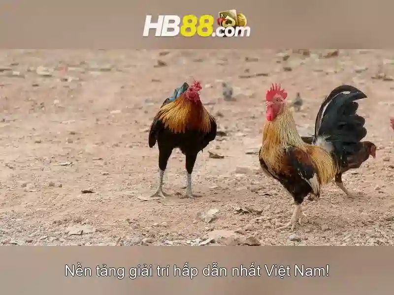 An toàn và trách nhiệm khi tham gia HB88